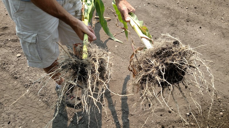 Micro-Energy Corn side-by-side