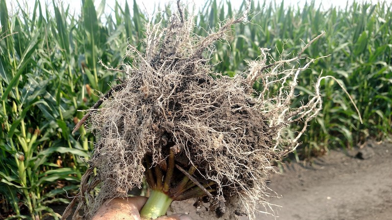 Micro-Energy Corn Root